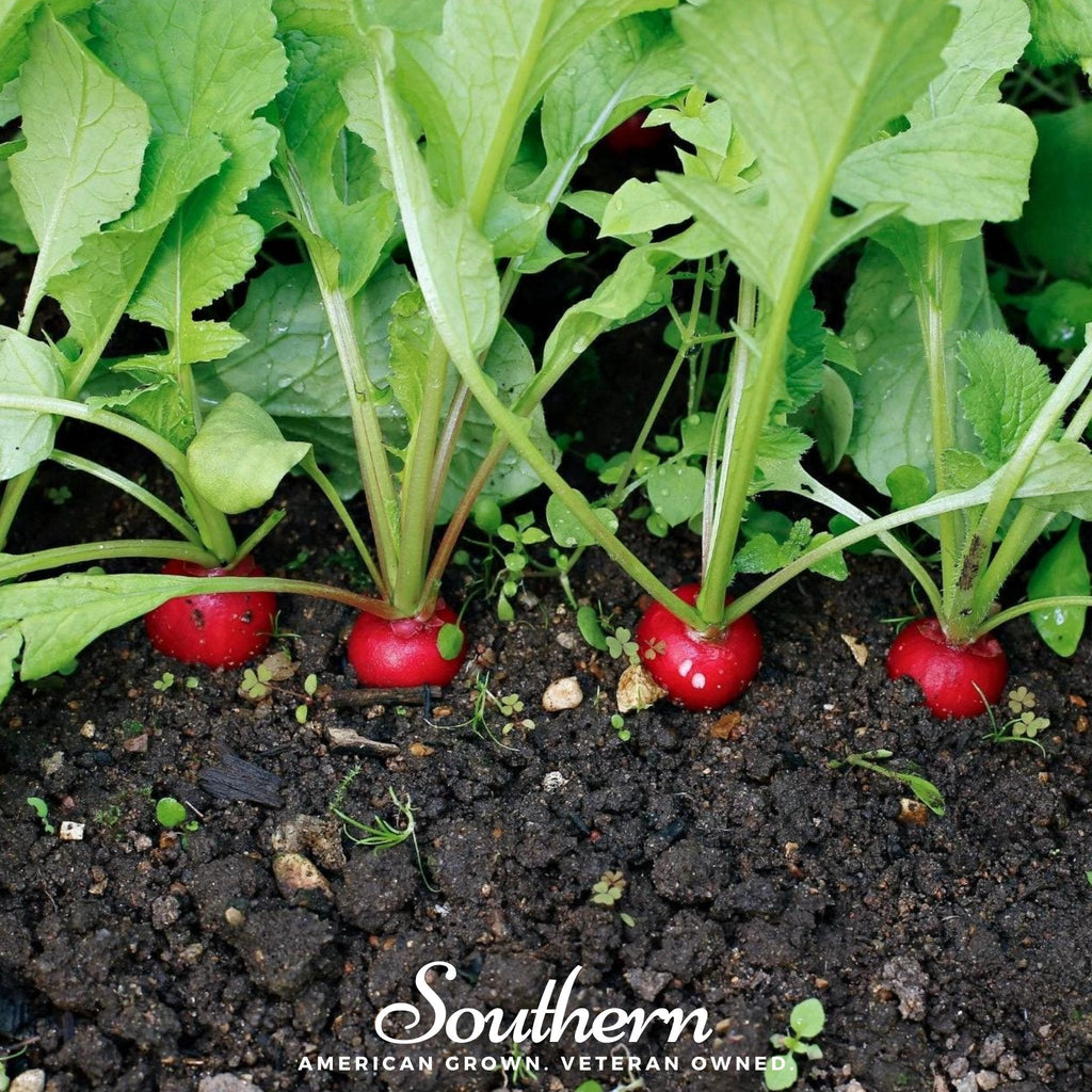 Crimson Giant Radish – 100 Seeds Southern Seeds