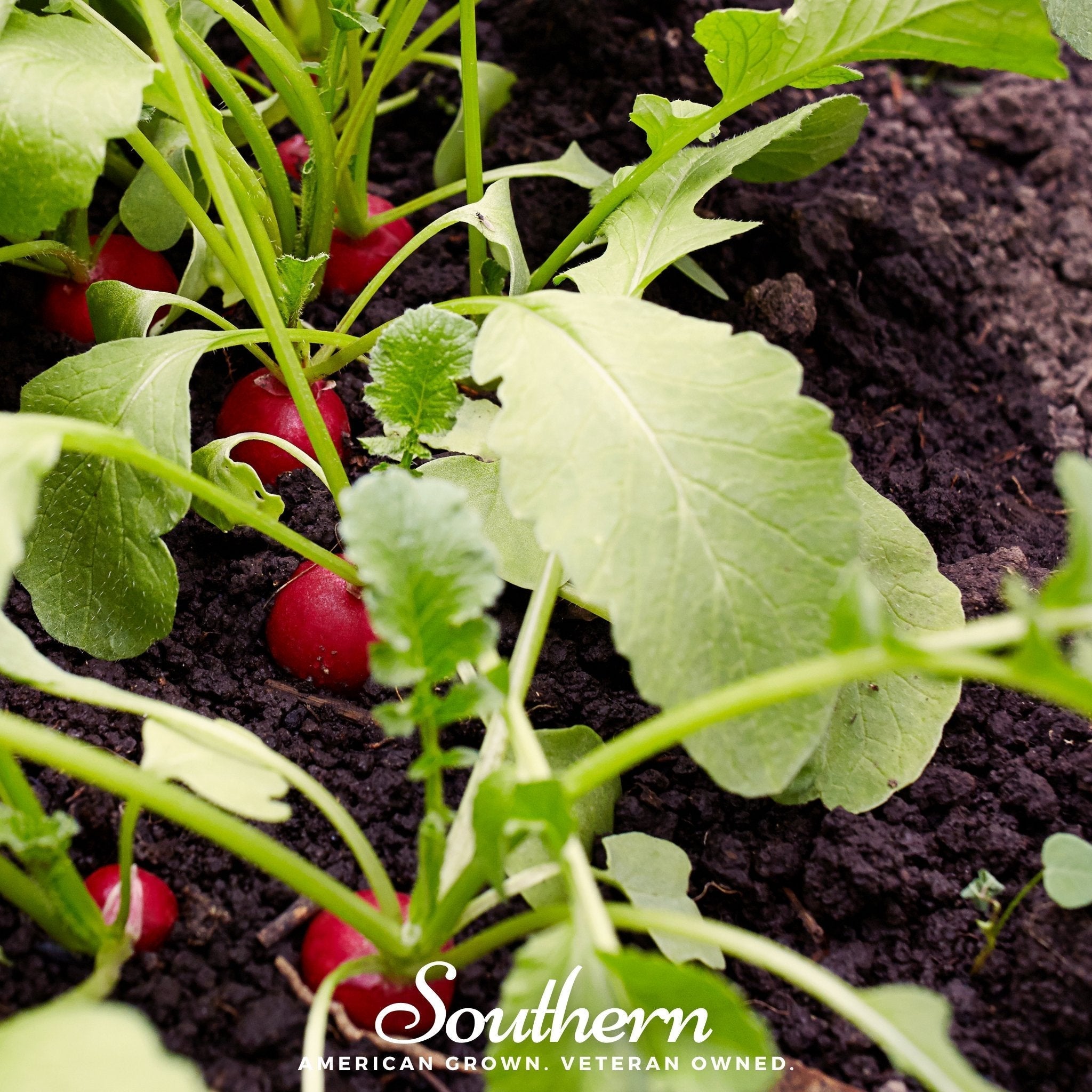 Crimson Giant Radish – 100 Seeds Southern Seeds
