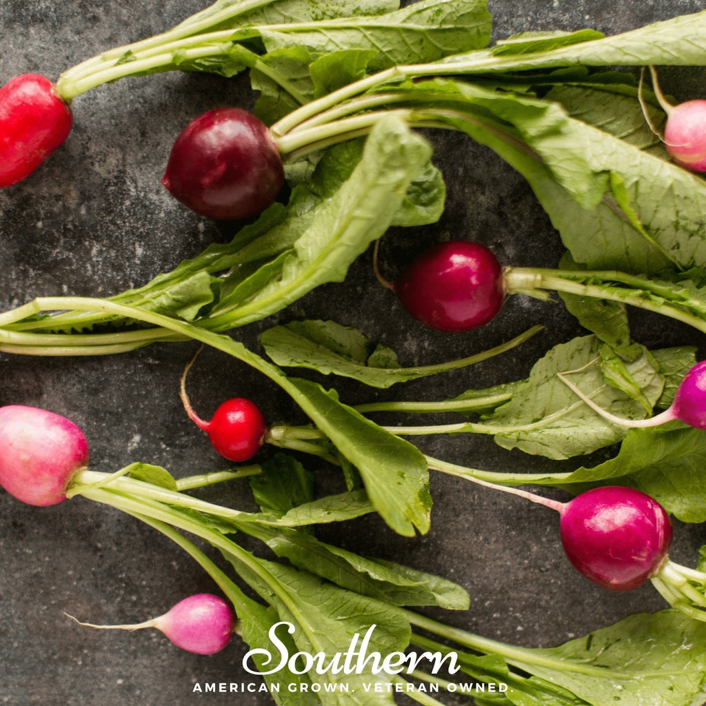 Easter Egg Radish – 250 Seeds Southern Seeds