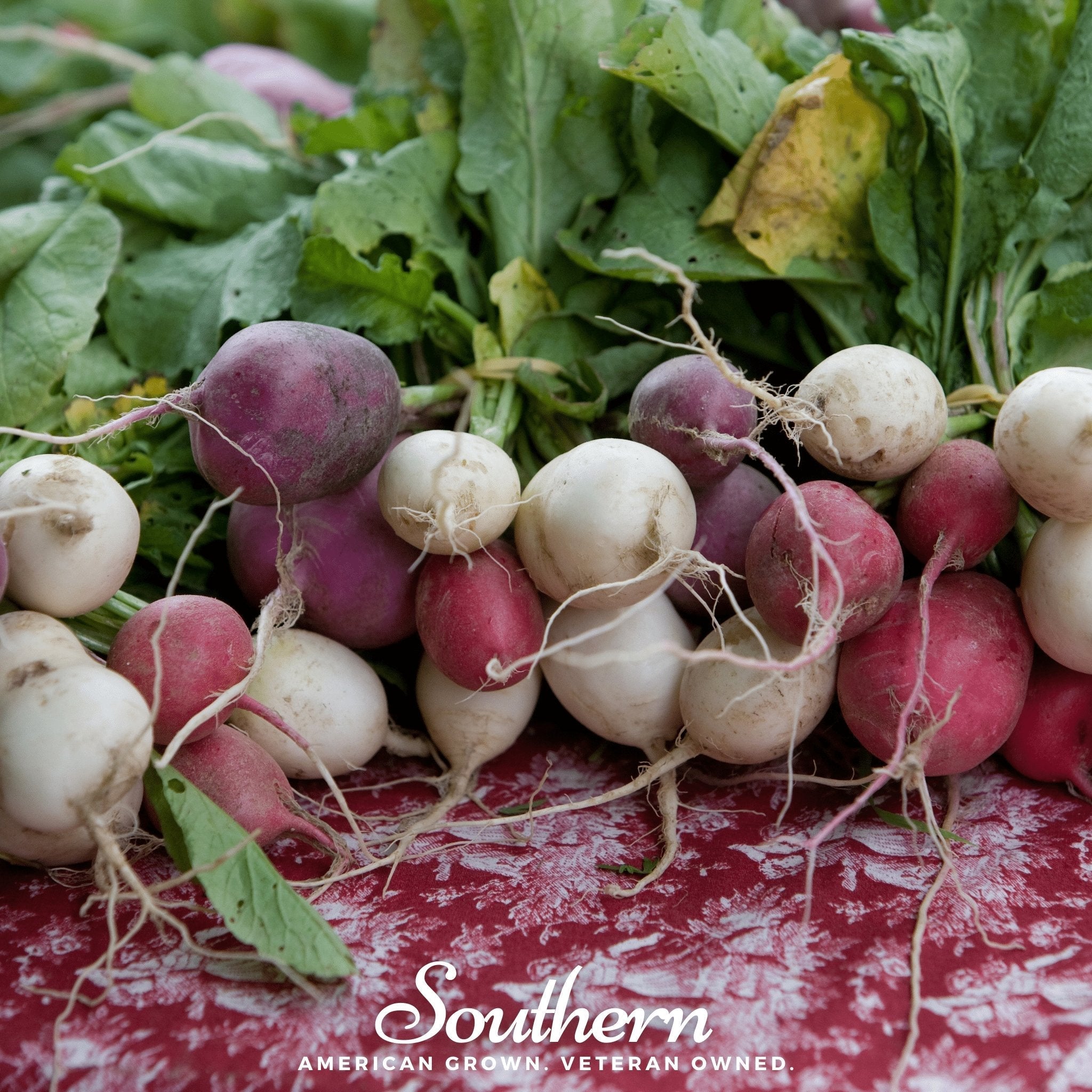 Easter Egg Radish – 250 Seeds Southern Seeds