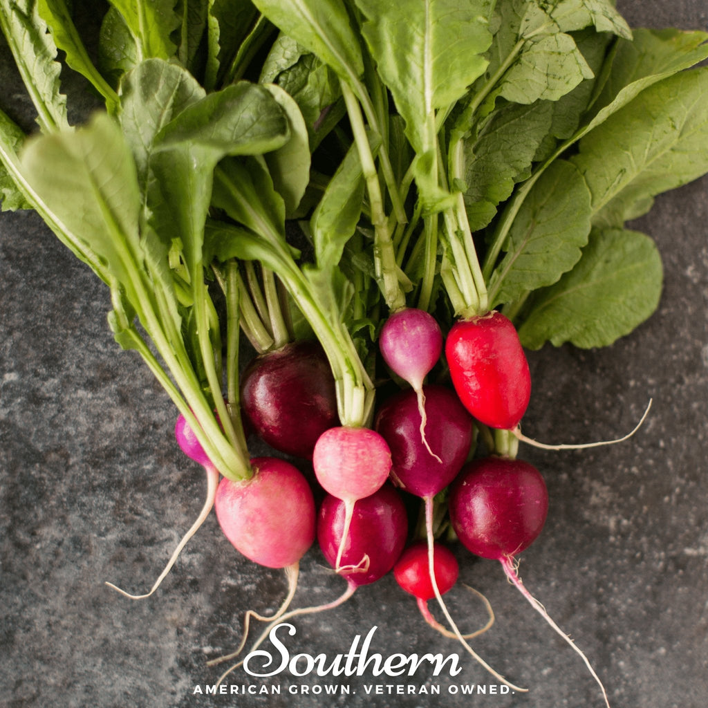 Easter Egg Radish – 250 Seeds Southern Seeds