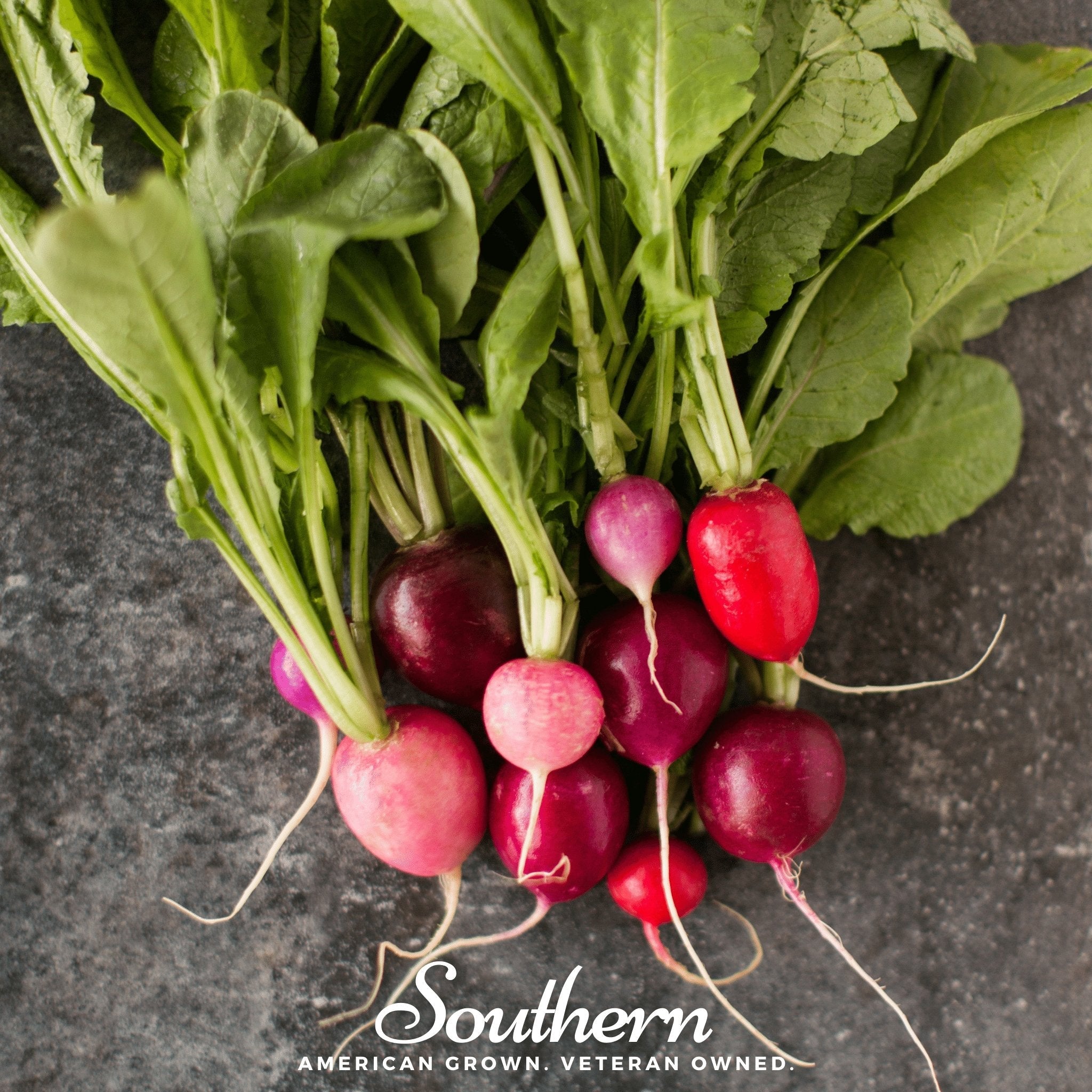 Easter Egg Radish – 250 Seeds Southern Seeds