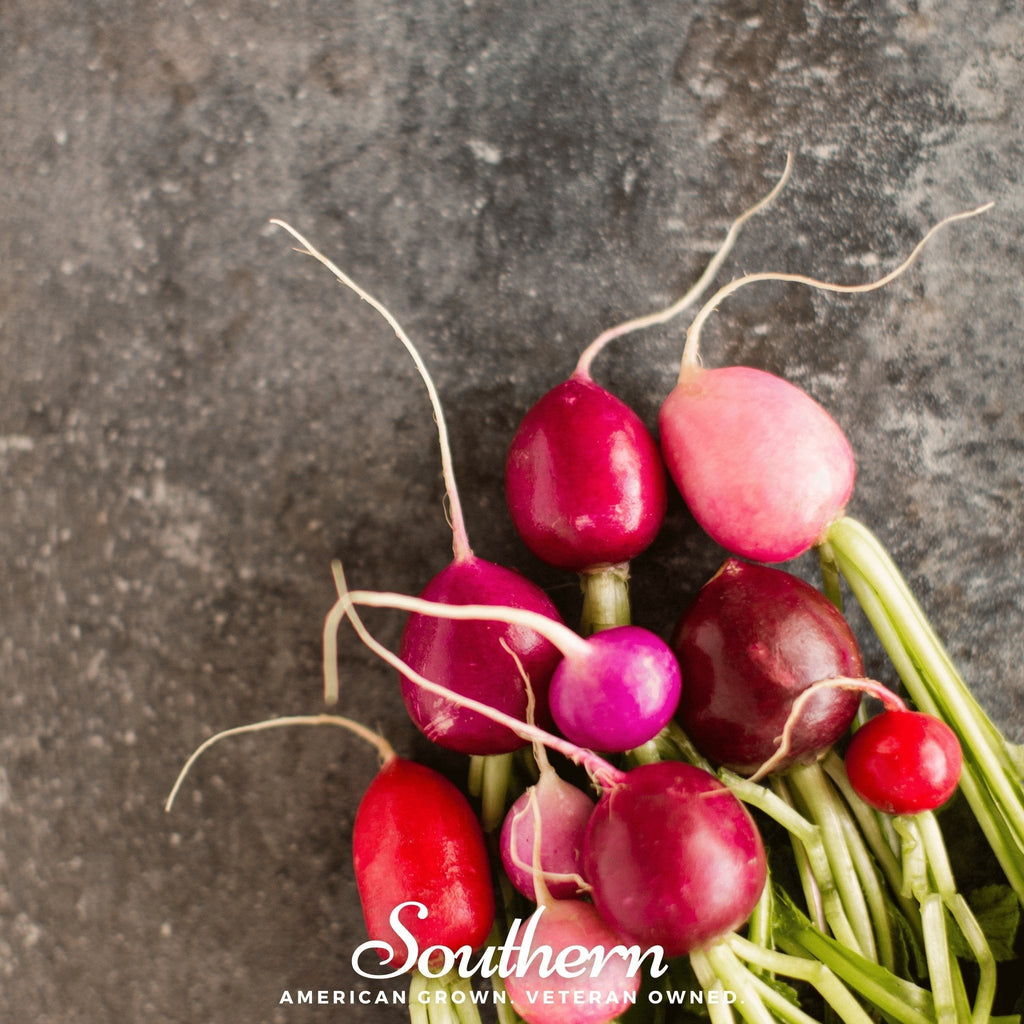 Easter Egg Radish – 250 Seeds Southern Seeds