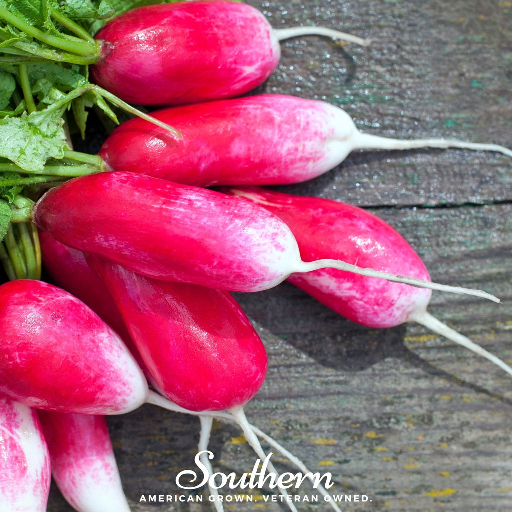 French Breakfast Radish – 250 Seeds Southern Seeds
