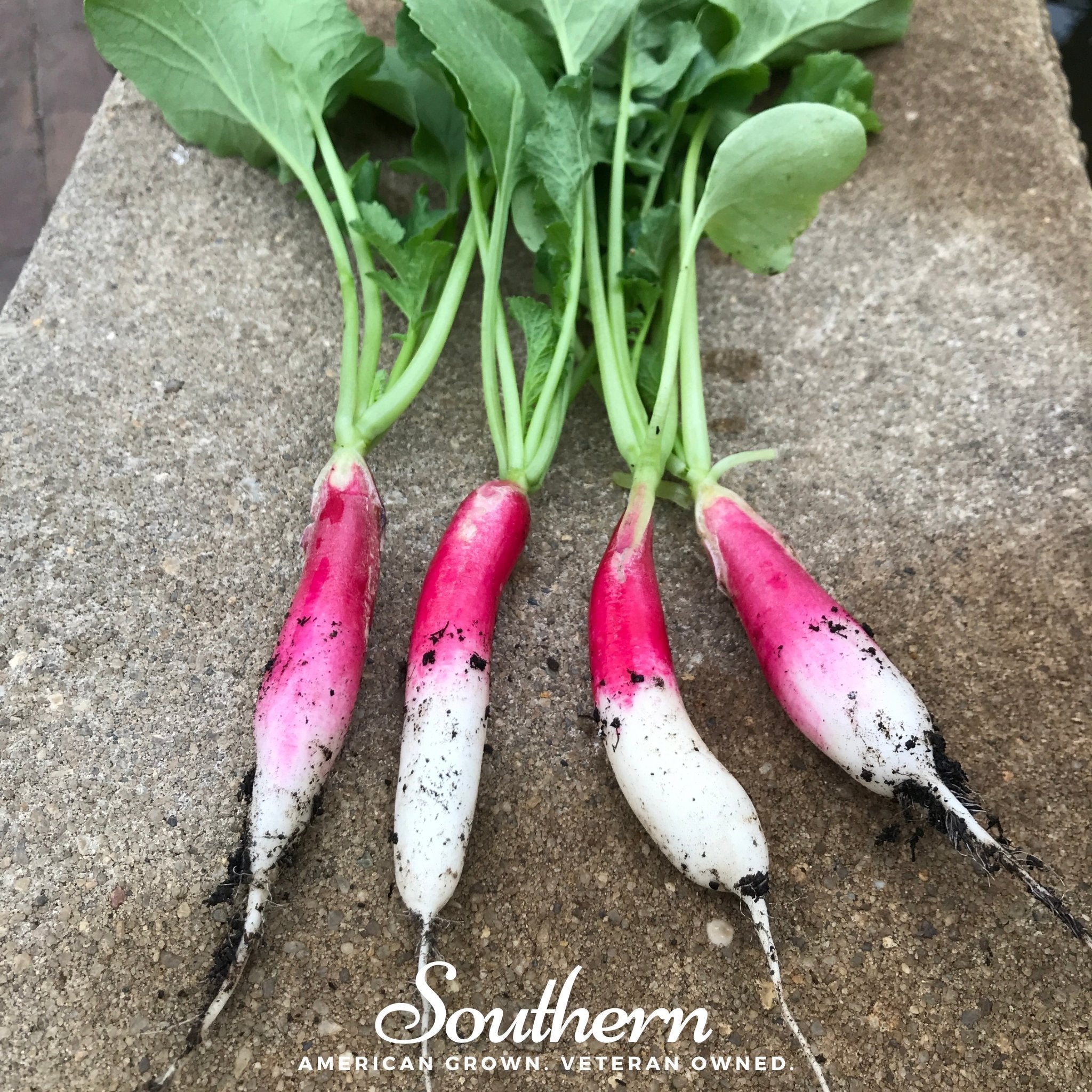 French Breakfast Radish – 250 Seeds Southern Seeds