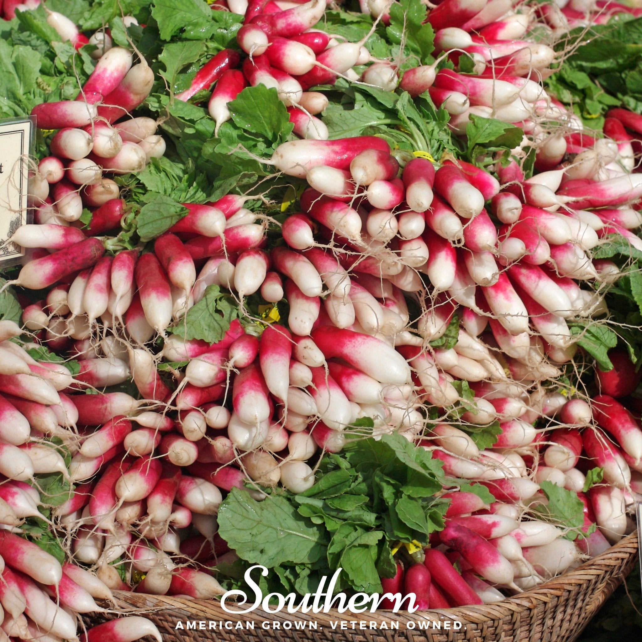 French Breakfast Radish – 250 Seeds Southern Seeds