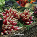 French Breakfast Radish – 250 Seeds Southern Seeds