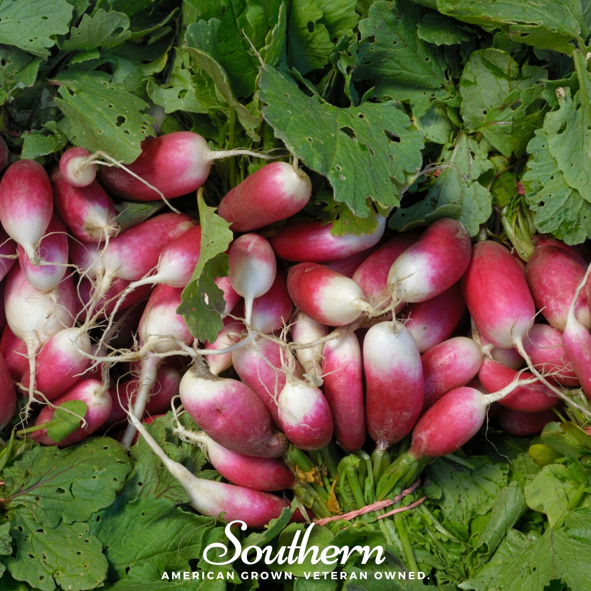 French Breakfast Radish – 250 Seeds Southern Seeds