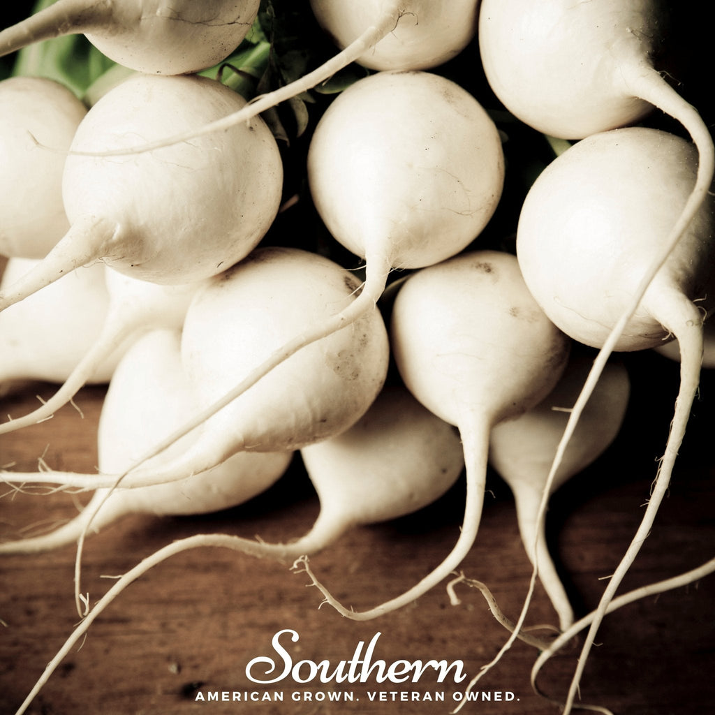 Hailstone Radish – 100 Seeds Southern Seeds