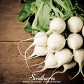 Hailstone Radish – 100 Seeds Southern Seeds