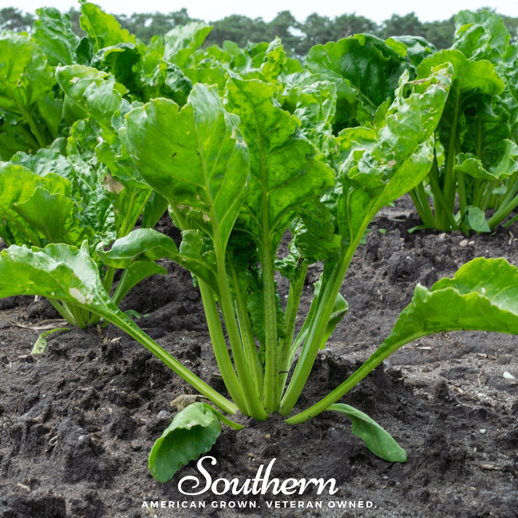Hailstone Radish – 100 Seeds Southern Seeds