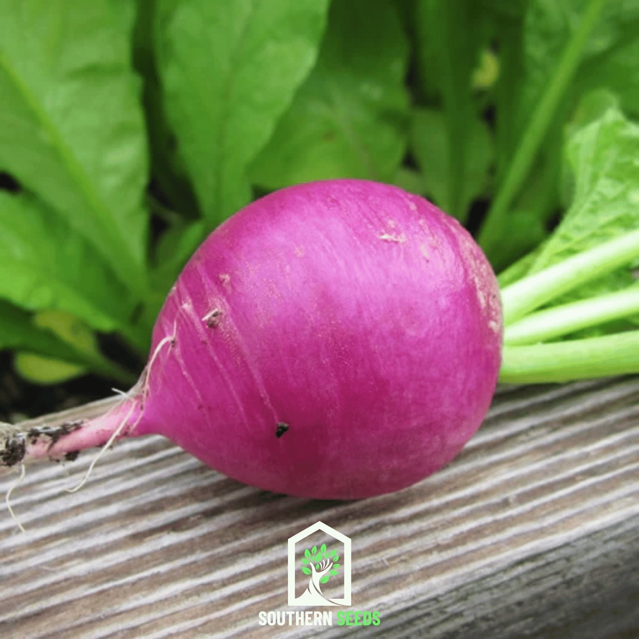Purple Plum Radish – 250 Seeds Southern Seeds