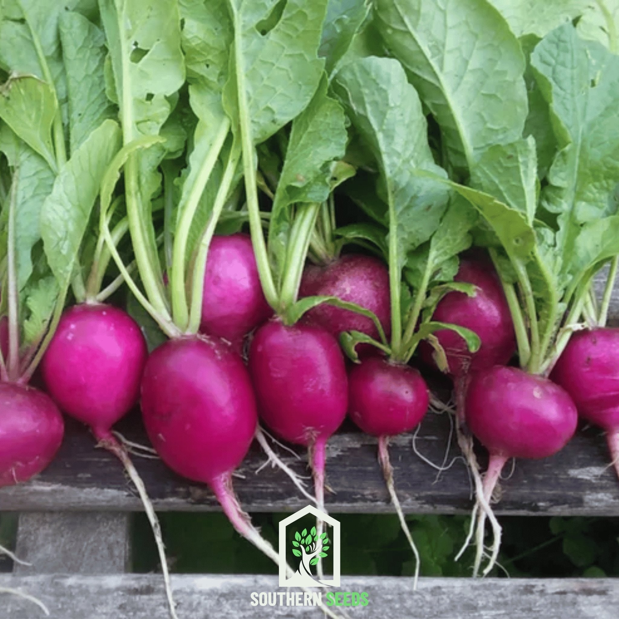 Purple Plum Radish – 250 Seeds Southern Seeds