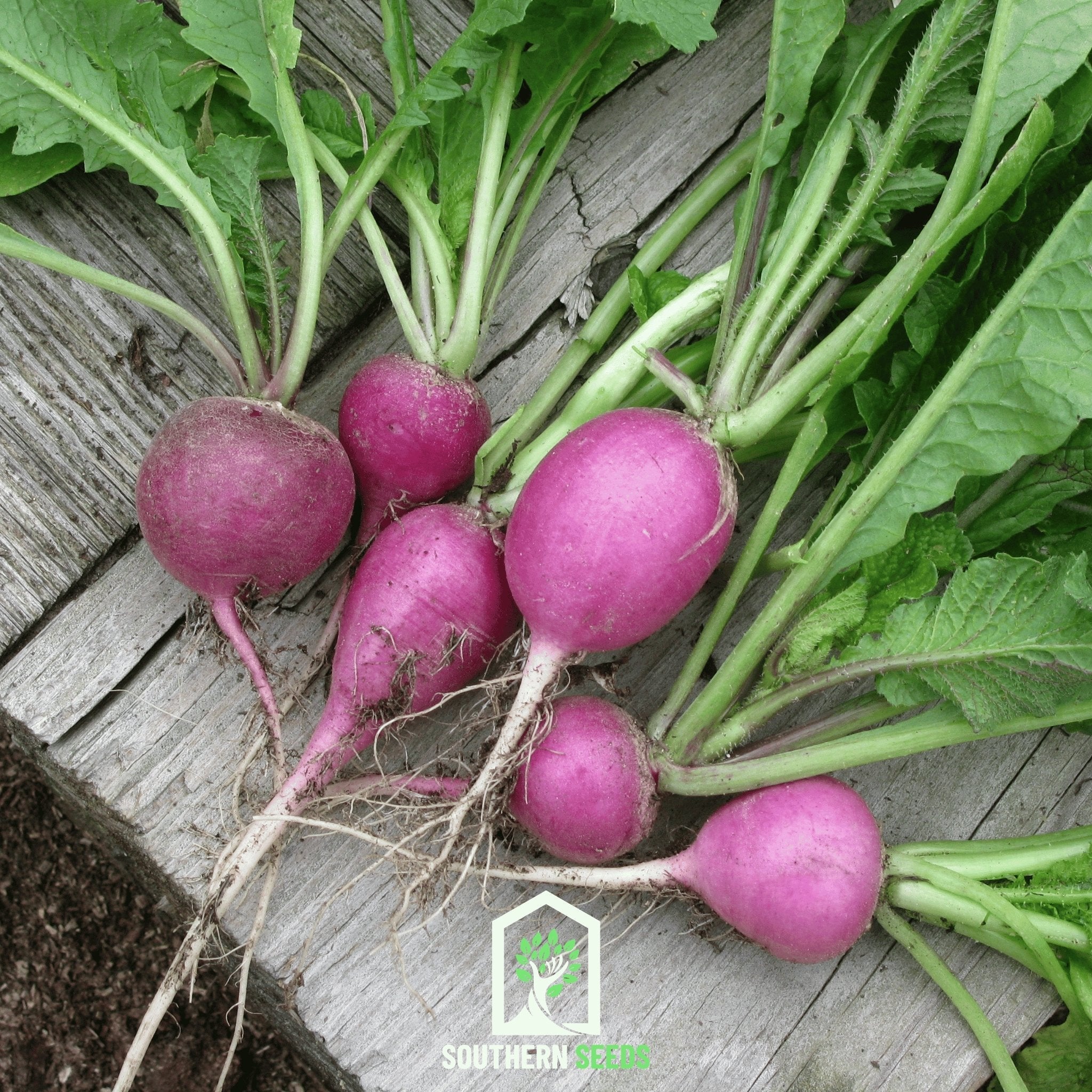 Purple Plum Radish – 250 Seeds Southern Seeds