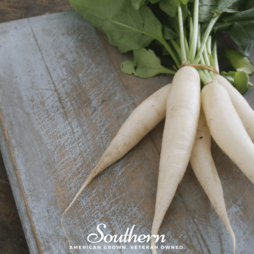 White Icicle Radish – 100 Seeds Southern Seeds