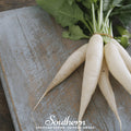 White Icicle Radish – 100 Seeds Southern Seeds