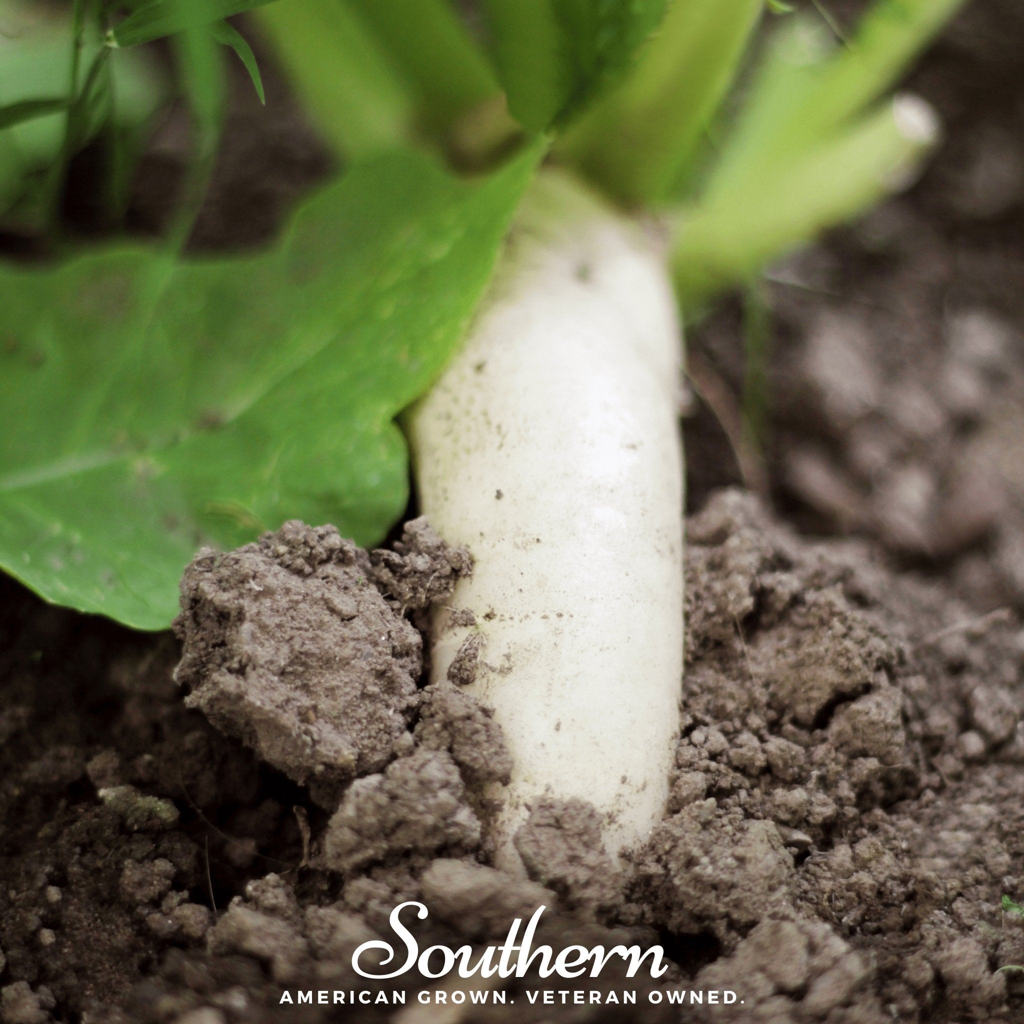 White Icicle Radish – 100 Seeds Southern Seeds