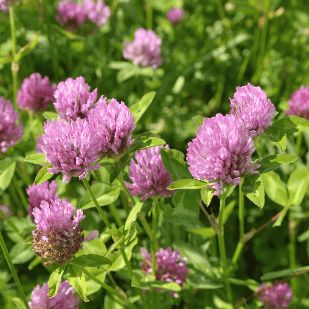 Red Clover – 200 Seeds Southern Seeds