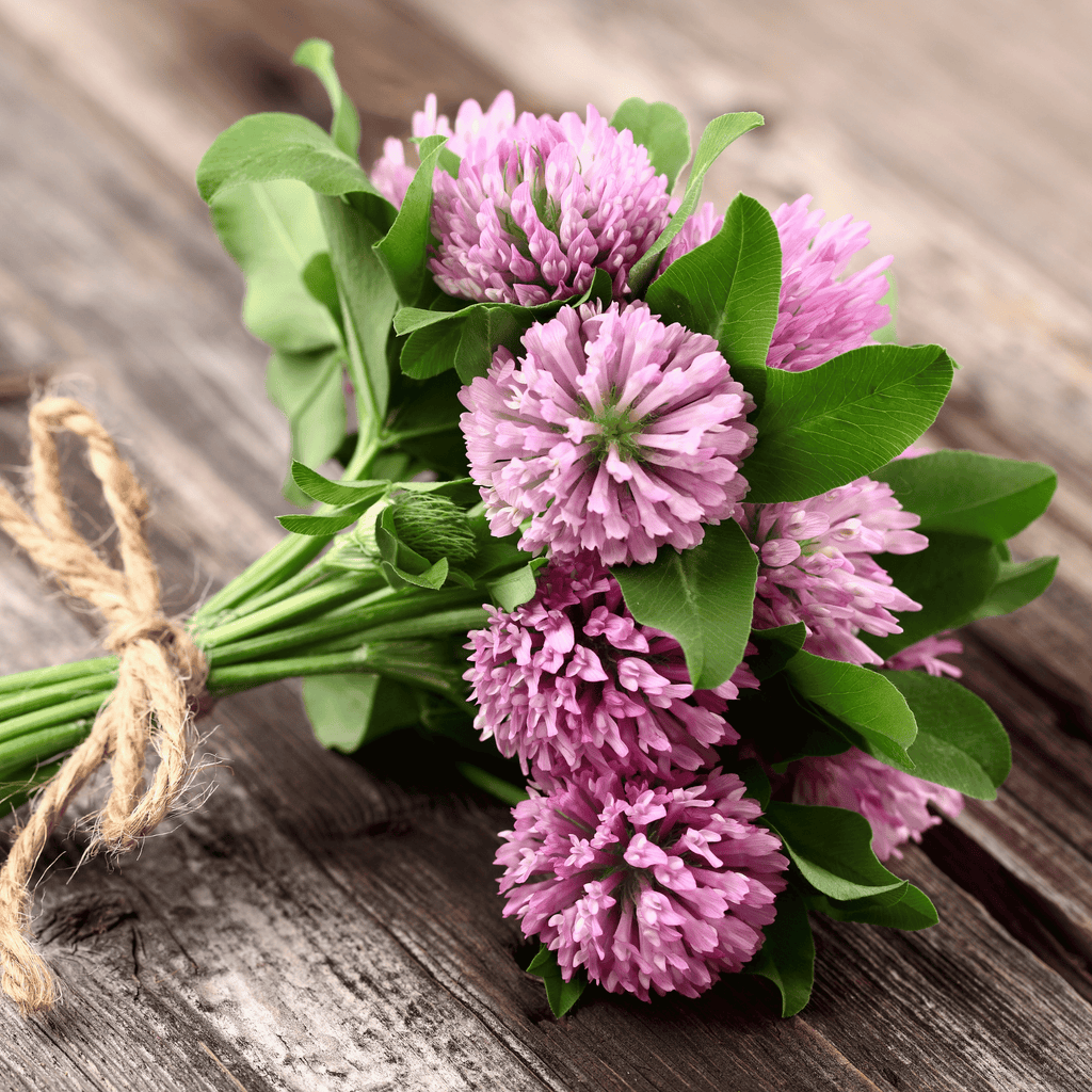 Red Clover – 200 Seeds Southern Seeds