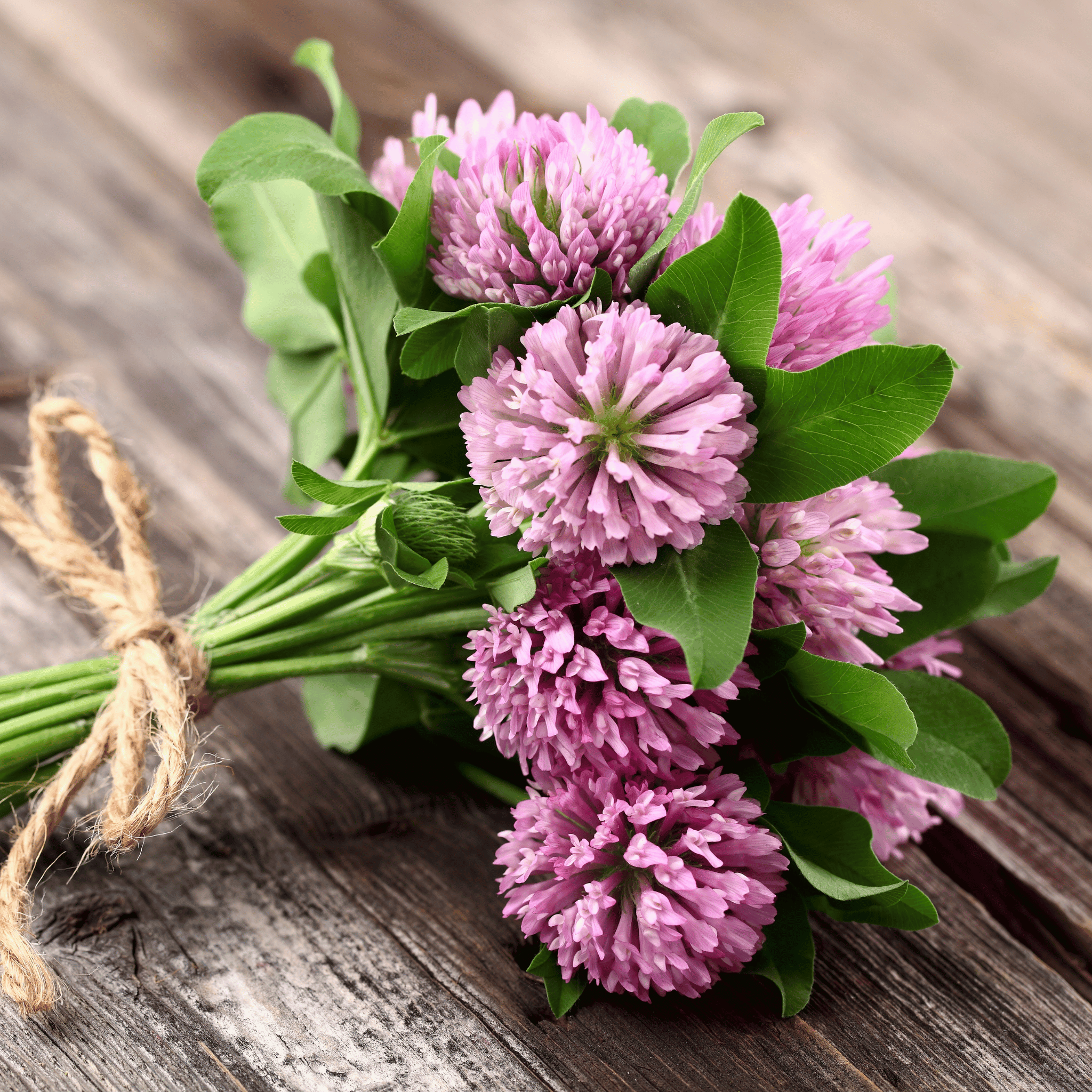 Red Clover – 200 Seeds Southern Seeds