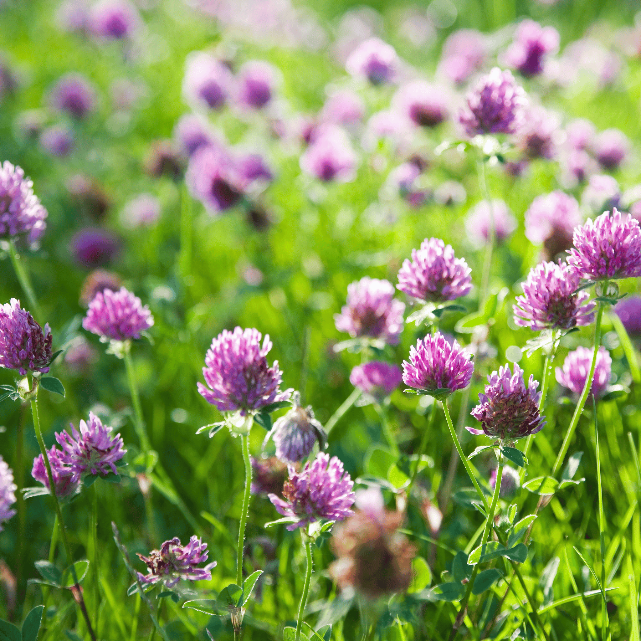 Red Clover – 200 Seeds Southern Seeds