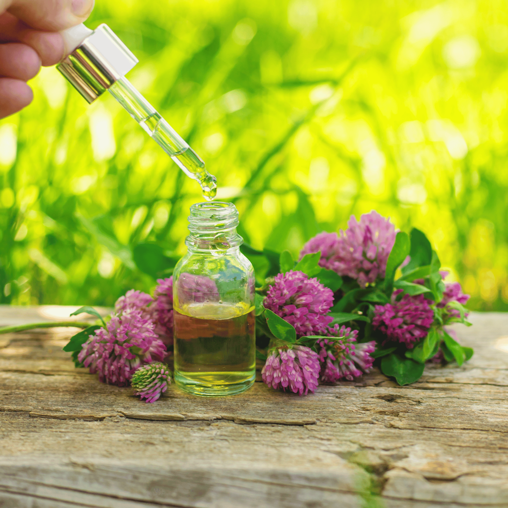 Red Clover – 200 Seeds Southern Seeds