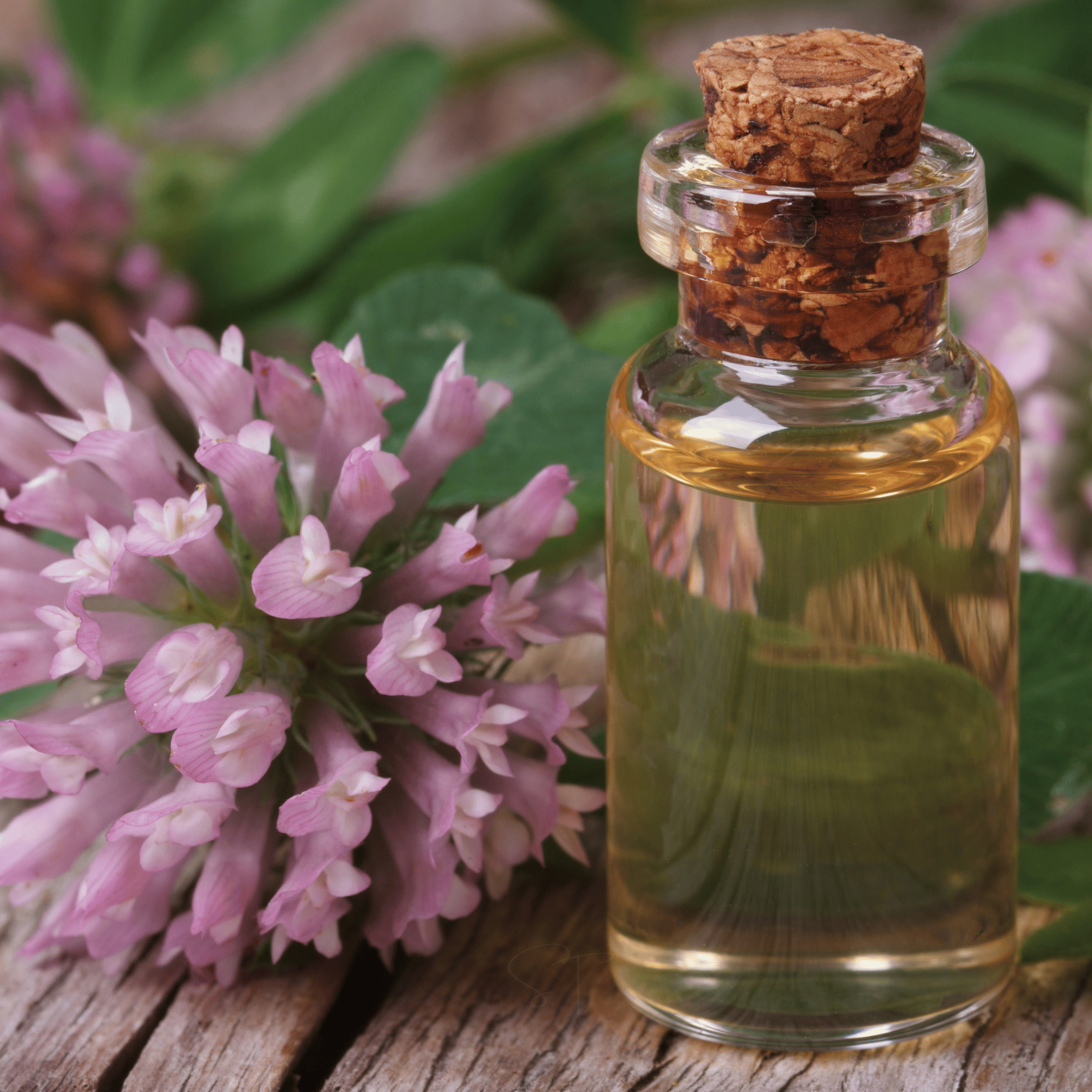 Red Clover – 200 Seeds Southern Seeds