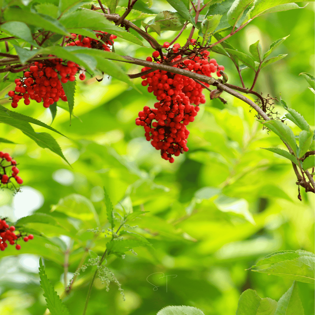 Red Elderberry – 50 Seeds Southern Seeds