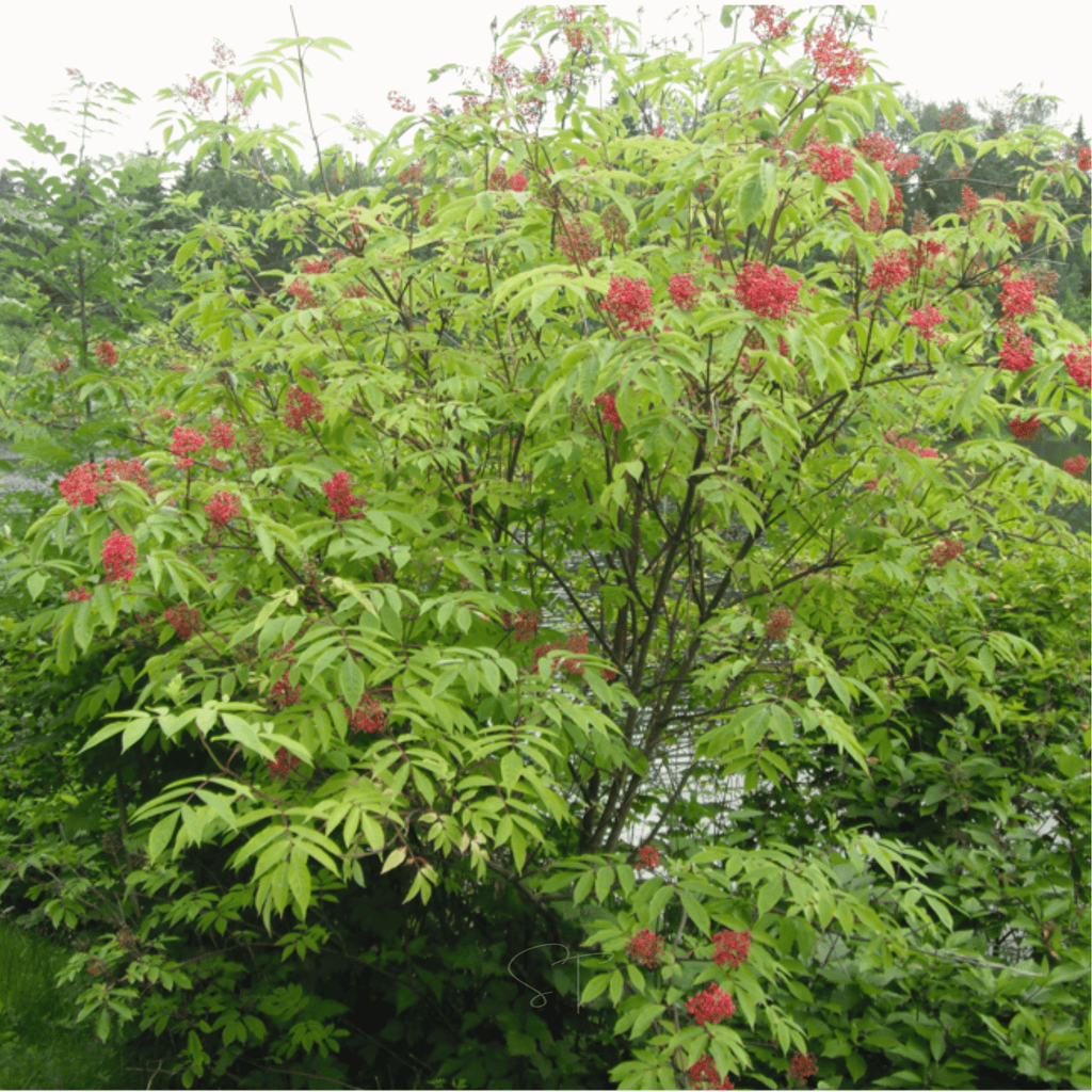 Red Elderberry – 50 Seeds Southern Seeds