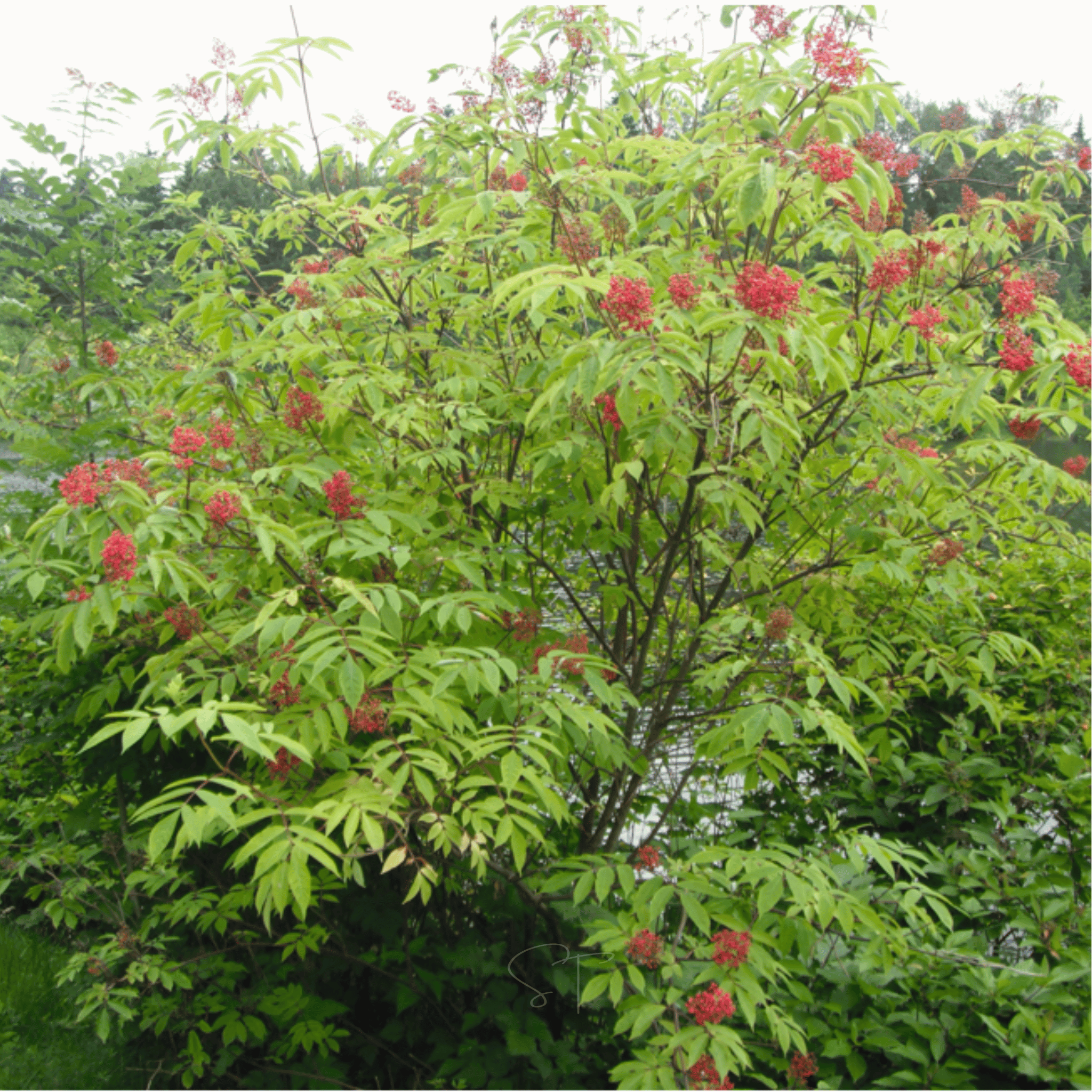 Red Elderberry – 50 Seeds Southern Seeds
