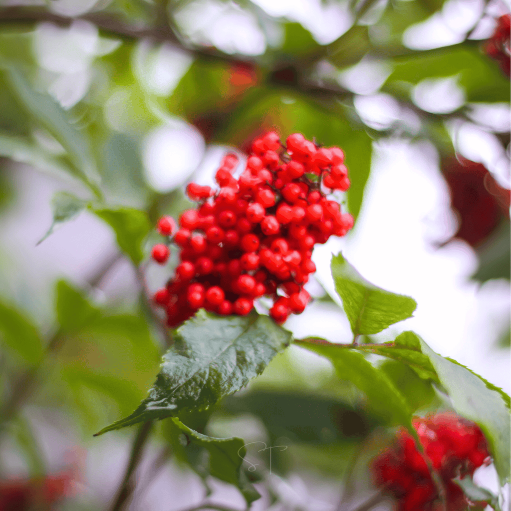 Red Elderberry – 50 Seeds Southern Seeds