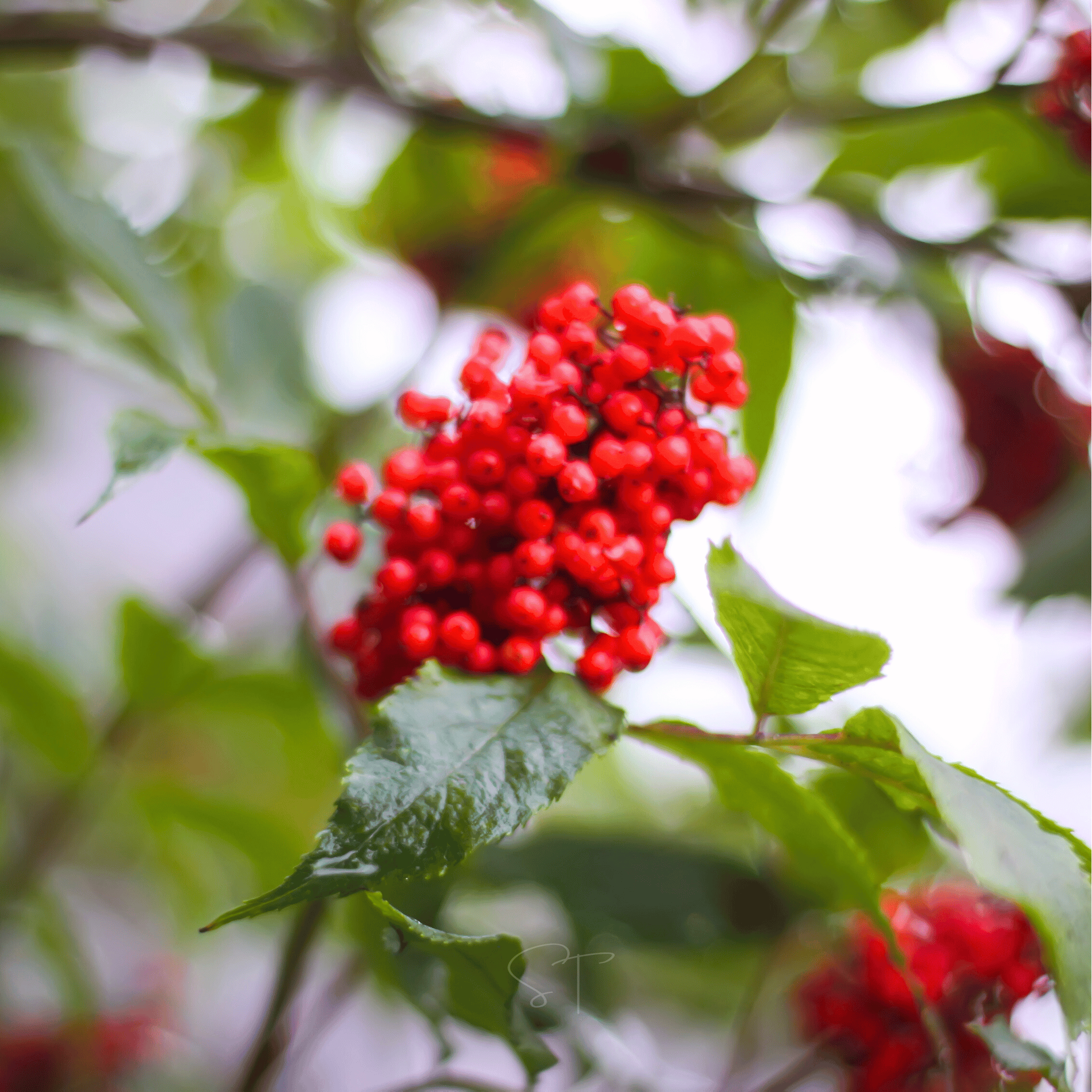 Red Elderberry – 50 Seeds Southern Seeds