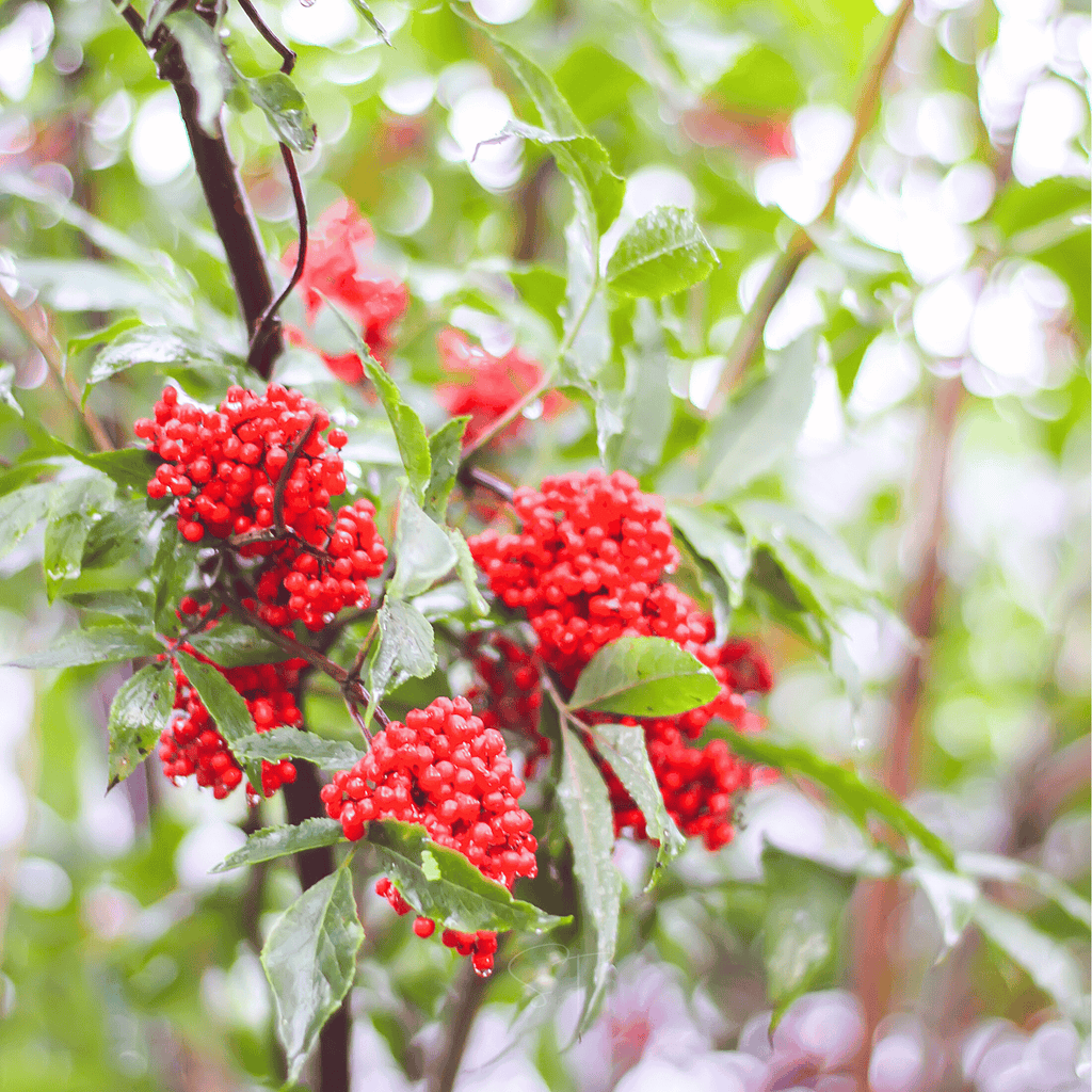 Red Elderberry – 50 Seeds Southern Seeds