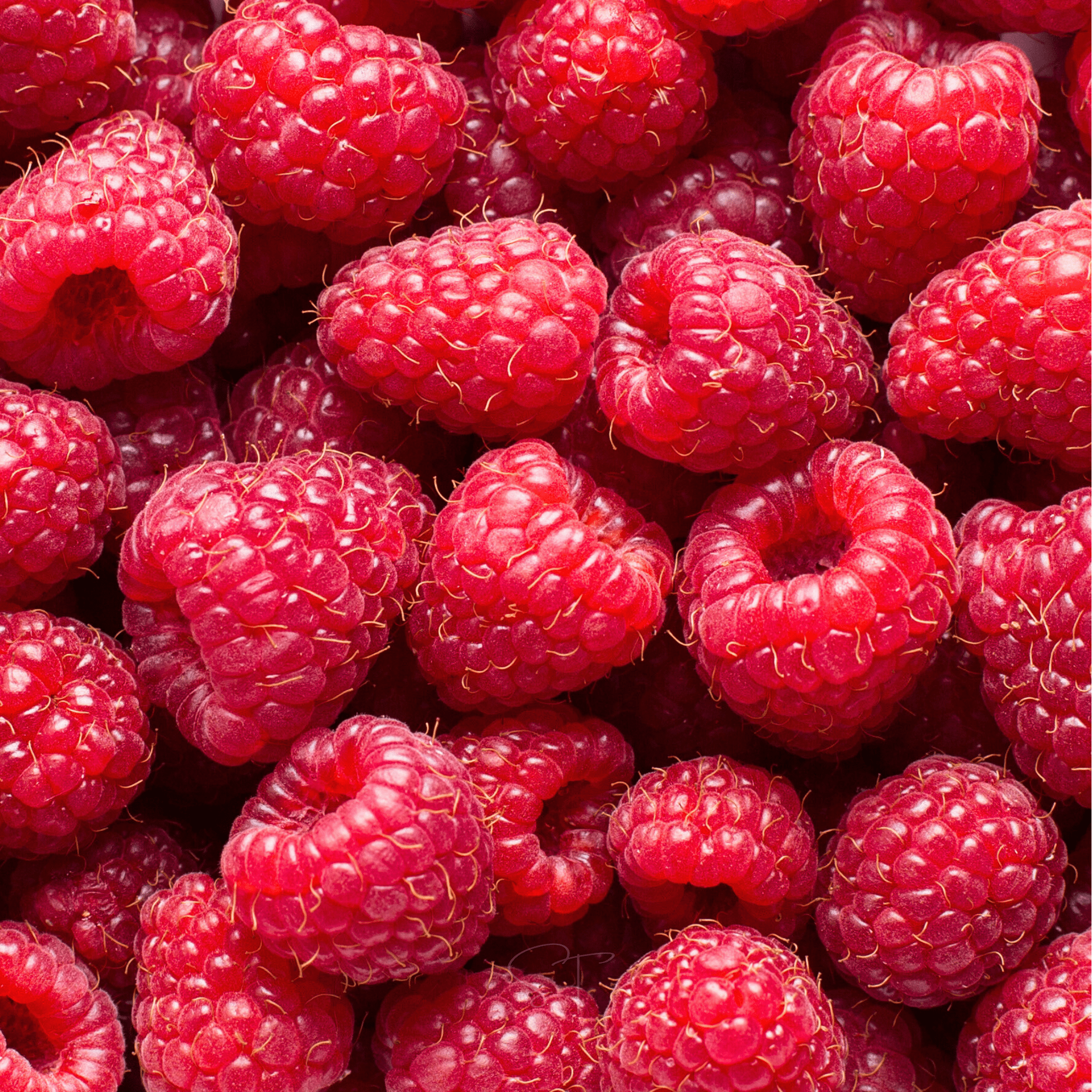 Red European Raspberry – 30 Seeds Southern Seeds