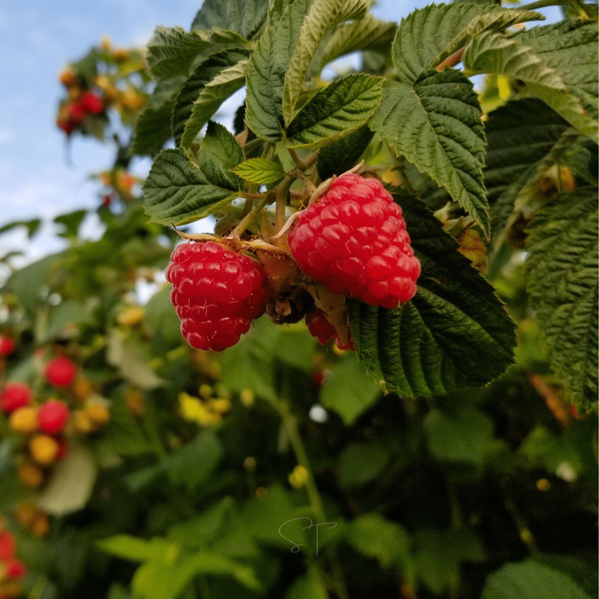 Red European Raspberry – 30 Seeds Southern Seeds