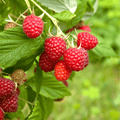 Red European Raspberry – 30 Seeds Southern Seeds