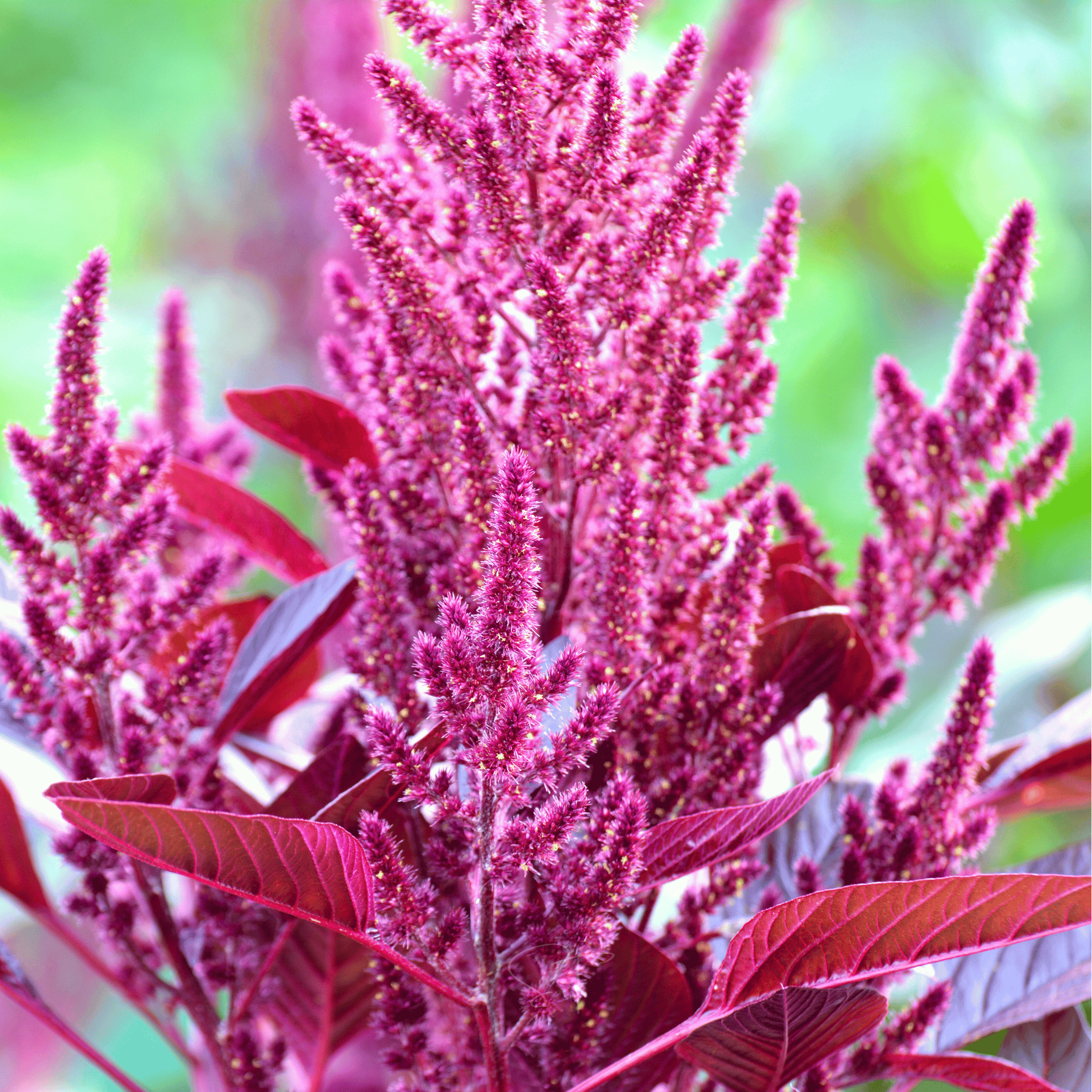 Red Garnet Amaranth – 250 Seeds Southern Seeds