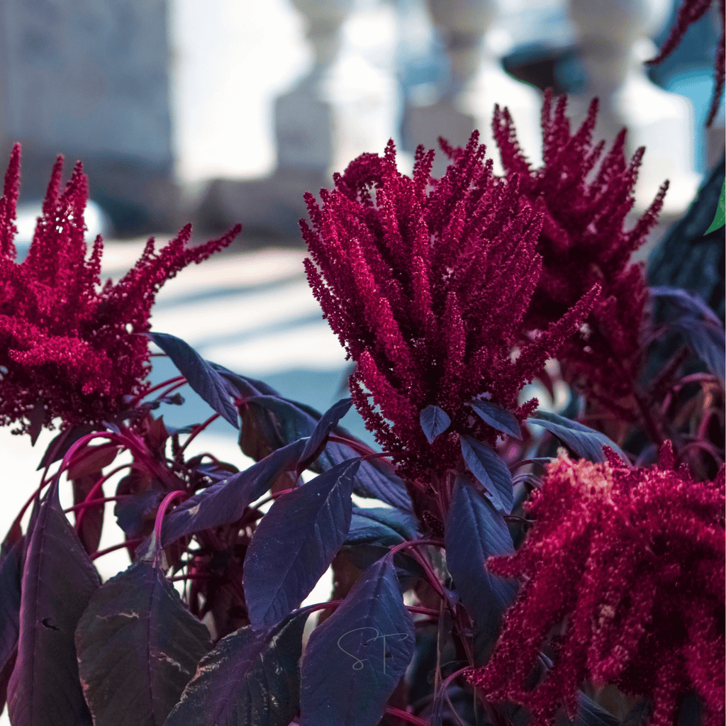 Red Garnet Amaranth – 250 Seeds Southern Seeds