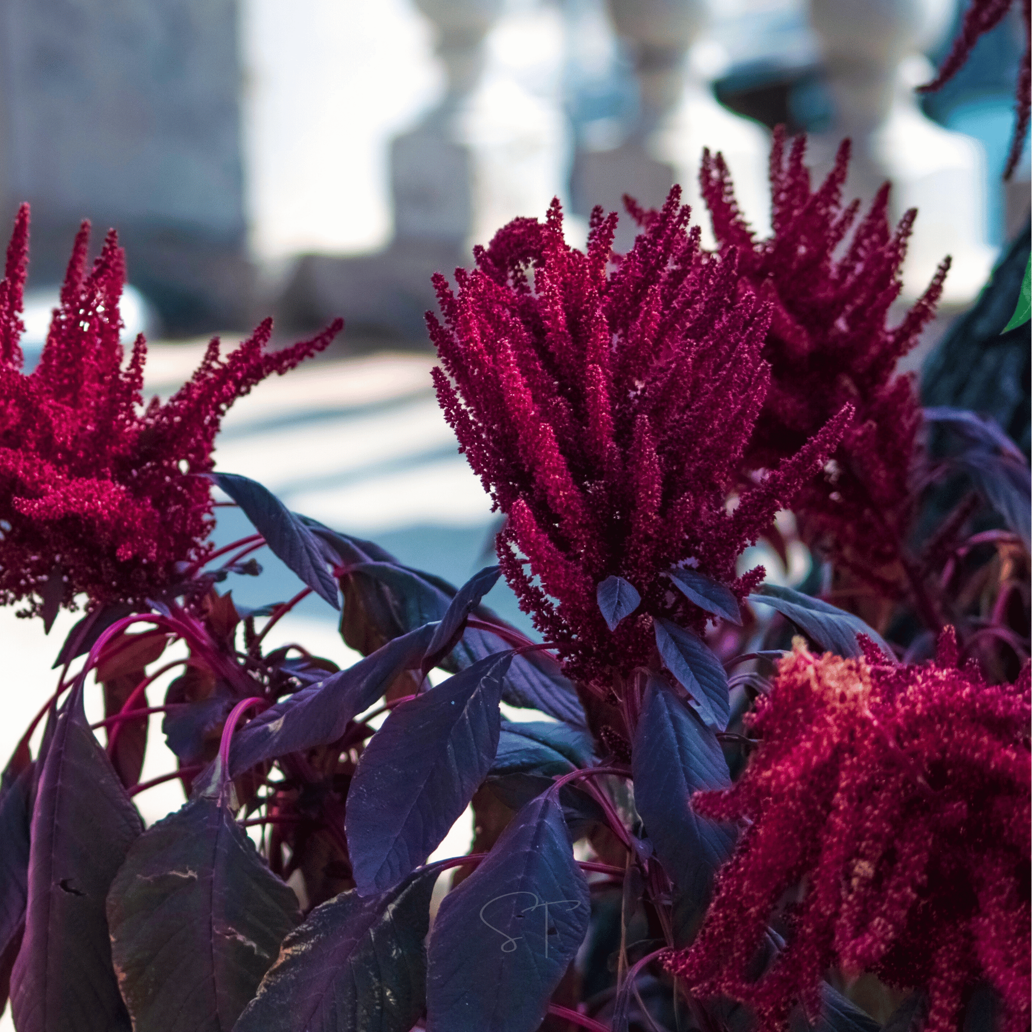 Red Garnet Amaranth – 250 Seeds Southern Seeds
