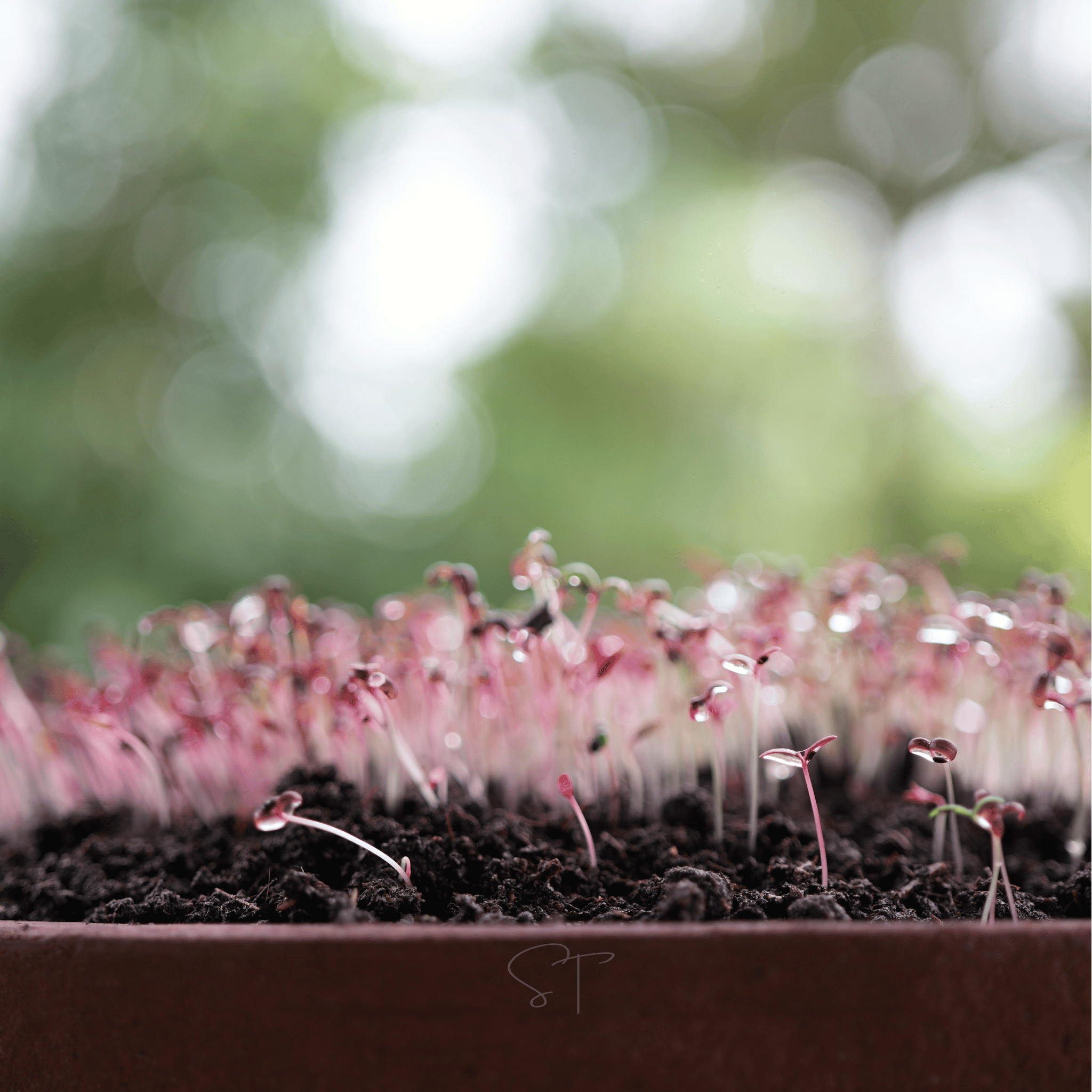 Red Garnet Amaranth – 250 Seeds Southern Seeds