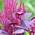 Red Garnet Amaranth – 250 Seeds Southern Seeds