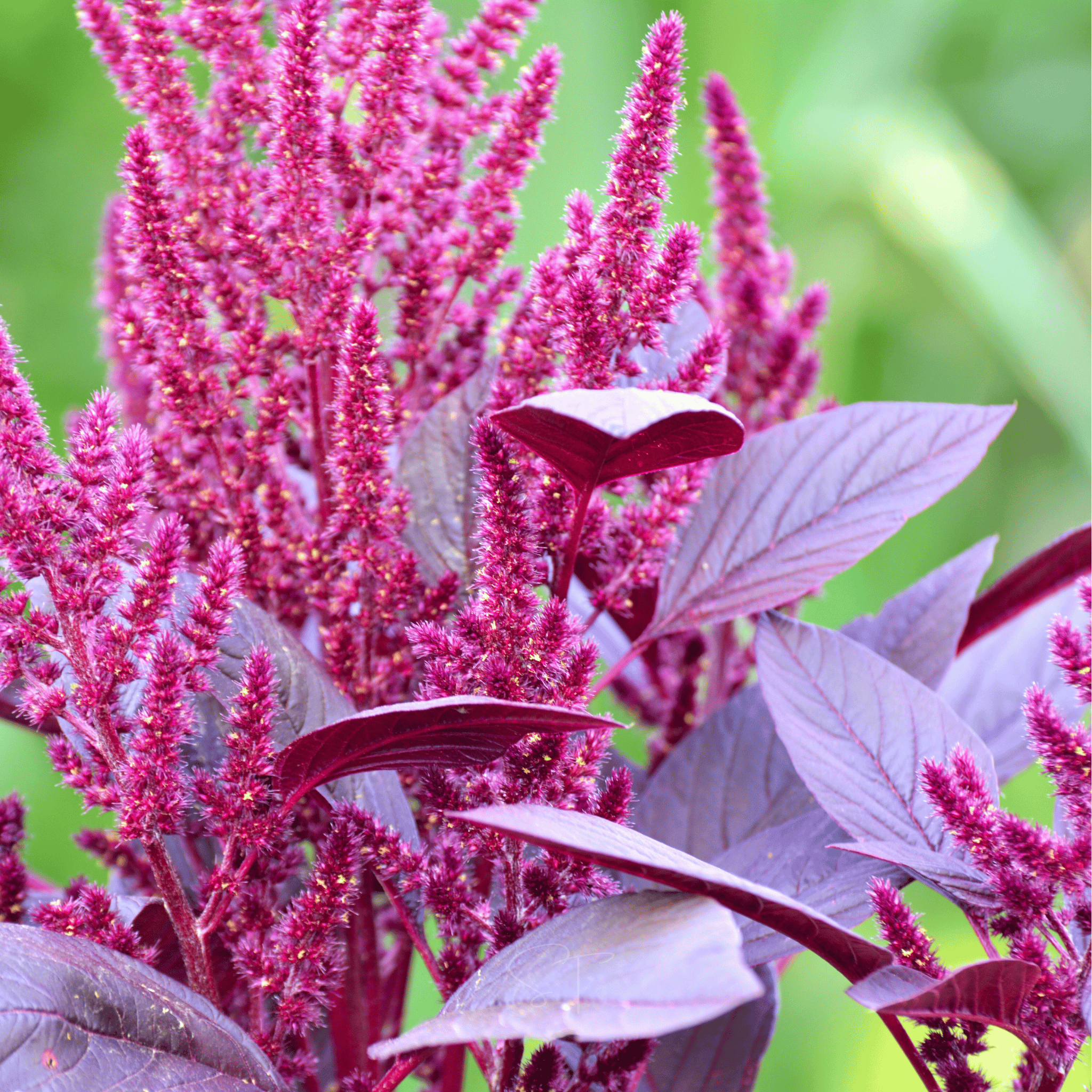 Red Garnet Amaranth – 250 Seeds Southern Seeds