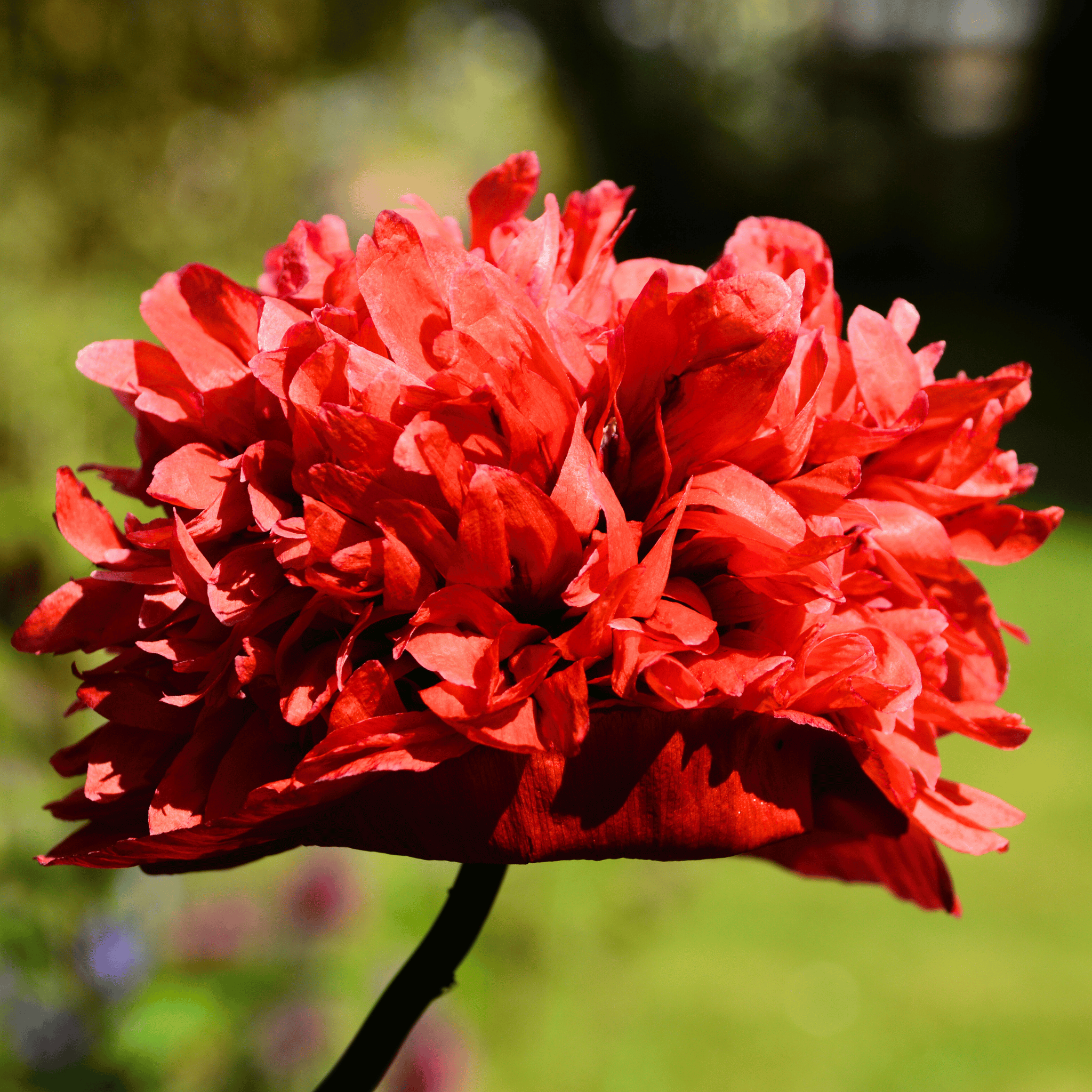 Red Peony Poppy – 100 Seeds Southern Seeds