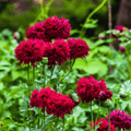 Red Peony Poppy – 100 Seeds Southern Seeds
