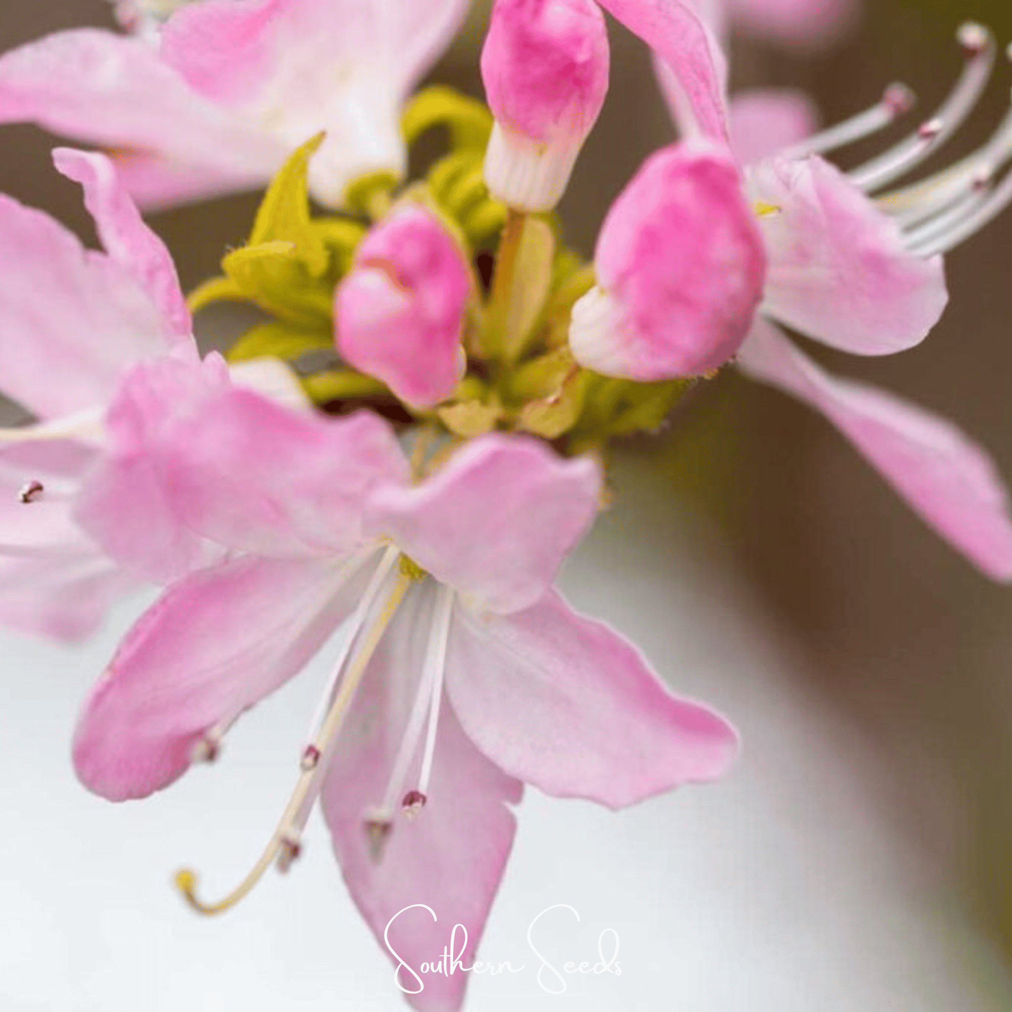 Carolina Azalea Rhododendron – 100 Seeds Southern Seeds