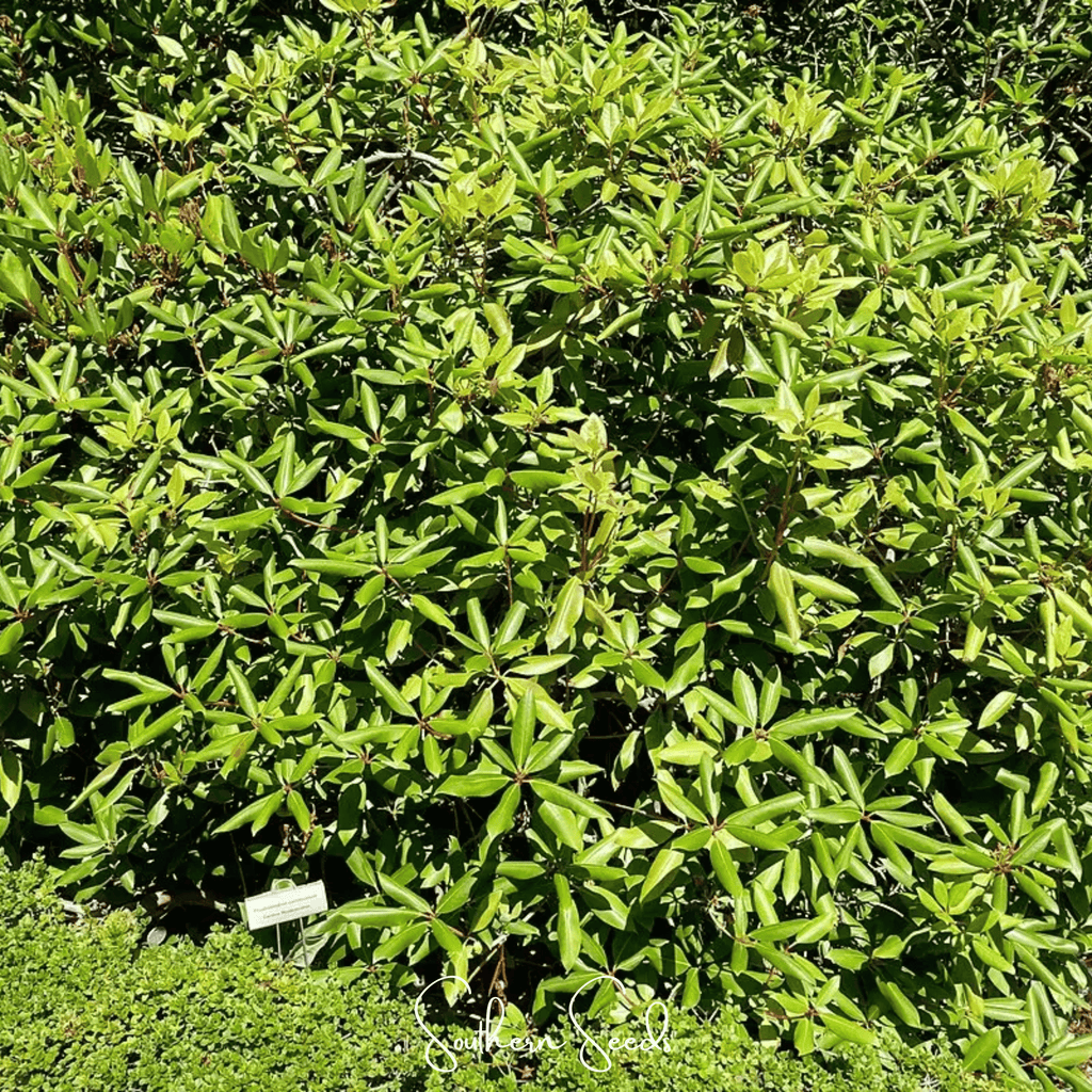 Carolina Azalea Rhododendron – 100 Seeds Southern Seeds