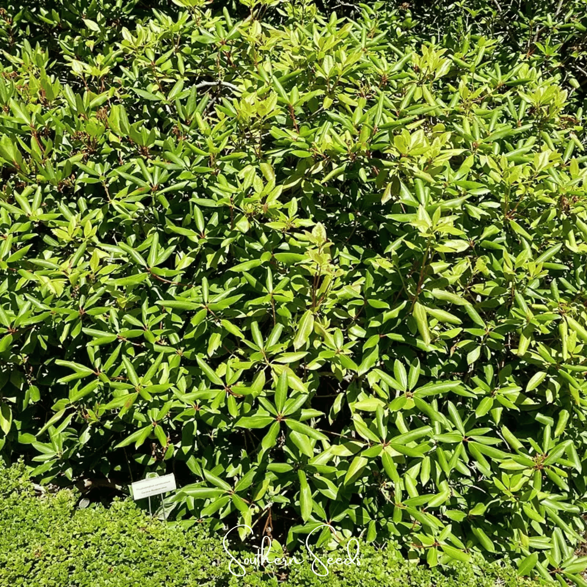 Carolina Azalea Rhododendron – 100 Seeds Southern Seeds