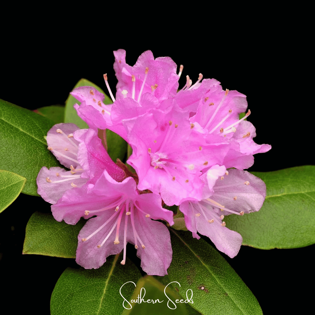 Carolina Azalea Rhododendron – 100 Seeds Southern Seeds