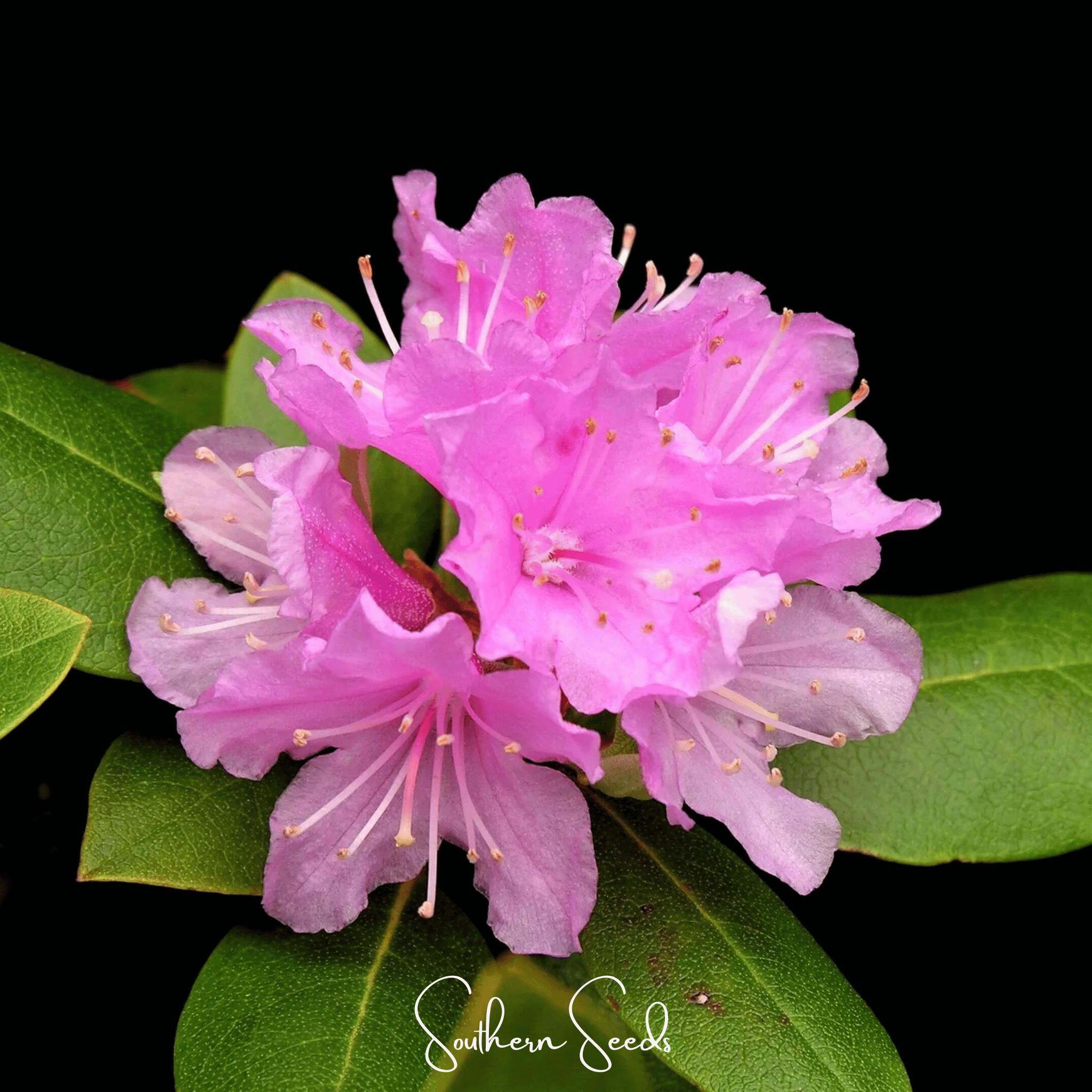 Carolina Azalea Rhododendron – 100 Seeds Southern Seeds