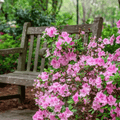 Carolina Azalea Rhododendron – 100 Seeds Southern Seeds